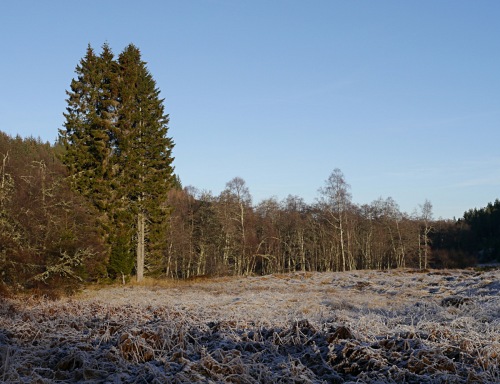 Frost and trees
